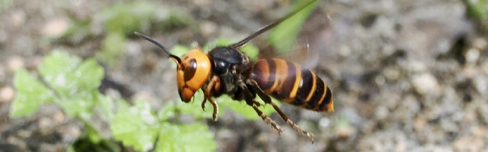 新潟市東区】蜂の巣駆除｜フォーム・LINEの24時間受付で安心